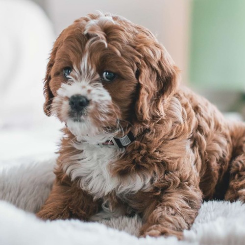 lifestyle image of a dog indoors